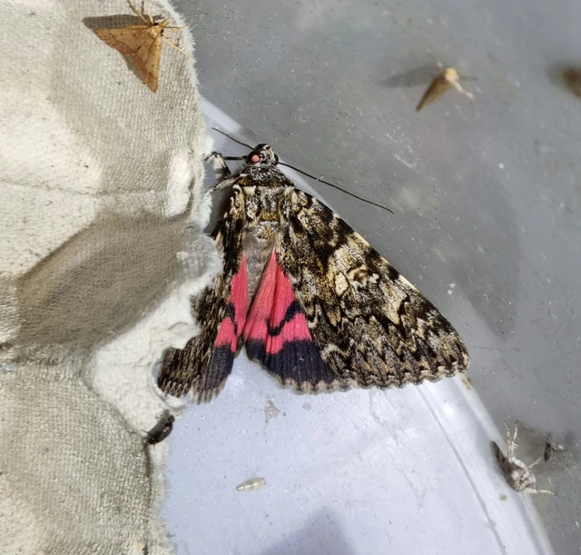 Catocala promissa - kis tölgyfa-övesbagoly
