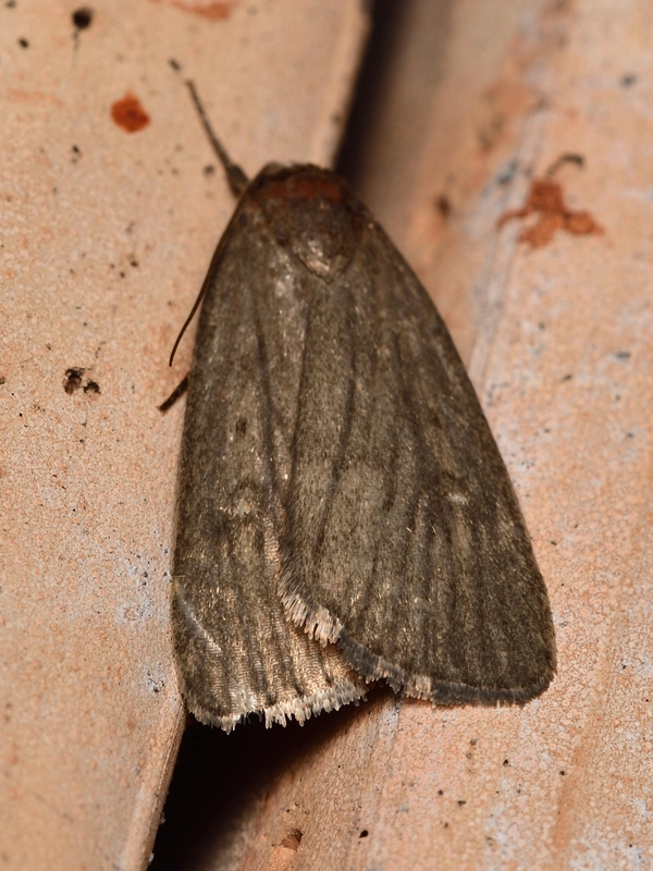 Gracilathetis kovacssandori - Kovács Sándor lápibaglya