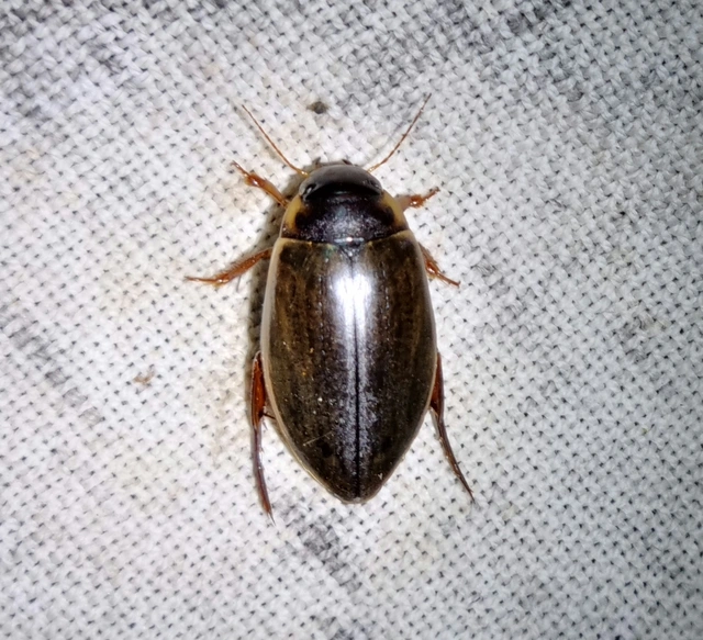 Colymbetes fuscus - gyakori recéscsíkbogár