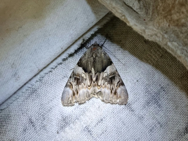 Catocala fulminea - galagonya-övesbagoly