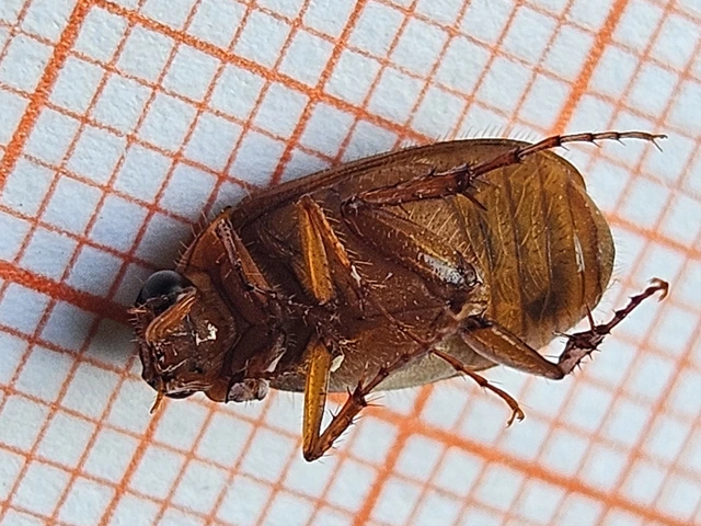 Serica brunnea - homoki kiscserebogár