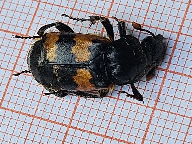 Nicrophorus vespillo - közönséges temetőbogár