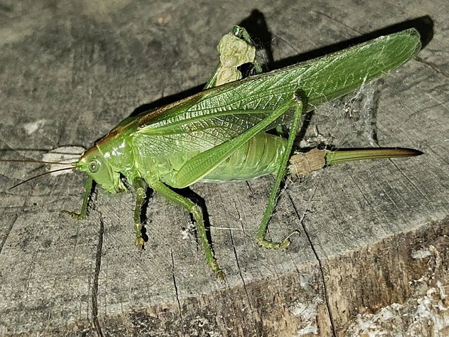 Tettigonia viridissima - zöld lombszöcske