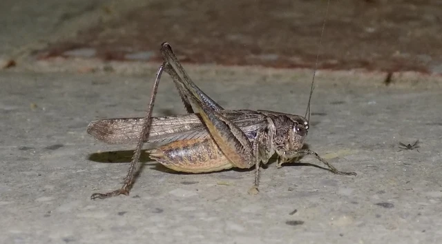 Platycleis