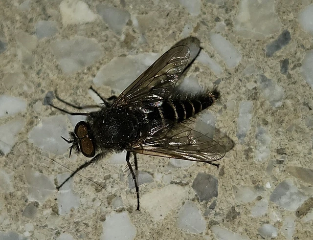 Therevidae - tőröslegyek