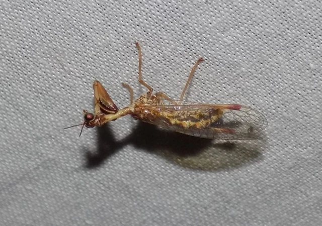 Mantispa styriaca - kétszínű fogólábú-fátyolka
