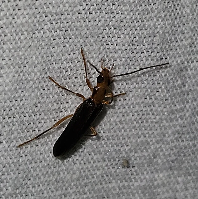 Nacerdes carniolica - karnóliai álcincér