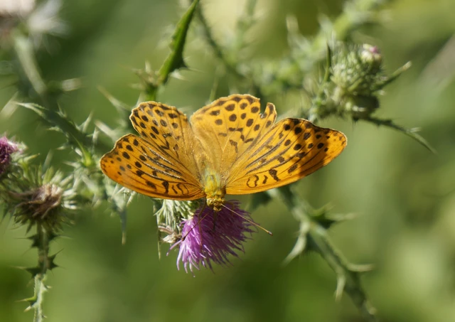 Argynnis paphia - nagy gyöngyházlepke