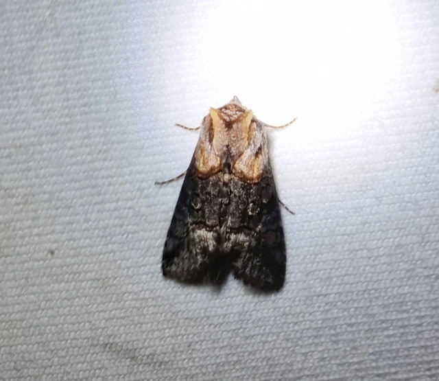 Abrostola asclepiadis - barnaövű csalánbagoly