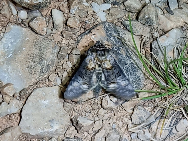 Abrostola asclepiadis - barnaövű csalánbagoly