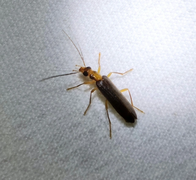Nacerdes carniolica - karnóliai álcincér