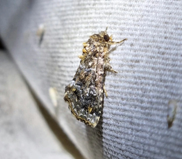 Callopistria latreillei - gyöngypettyes bagoly