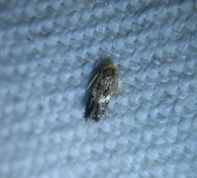 Nepticulidae - törpemolyfélék