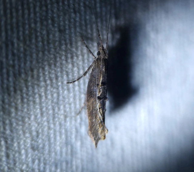 Ypsolopha