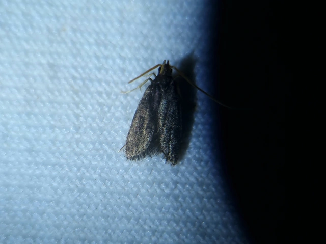 Lecithoceridae - hindumolyfélék