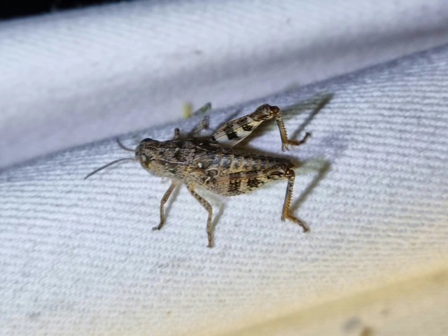 Calliptamus italicus - olaszsáska