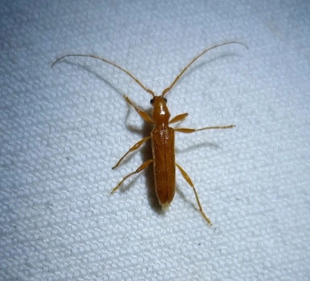 Axinopalpis gracilis - kecses selymescincér