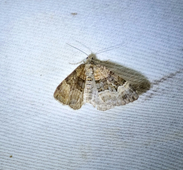 Xanthorhoe biriviata - kétsávos tarkaaraszoló