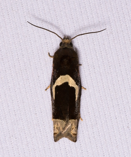 Epiblema foenella - kampósfoltú tükrösmoly