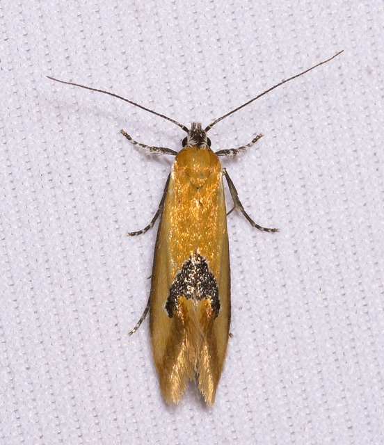 Batia internella/lambdella