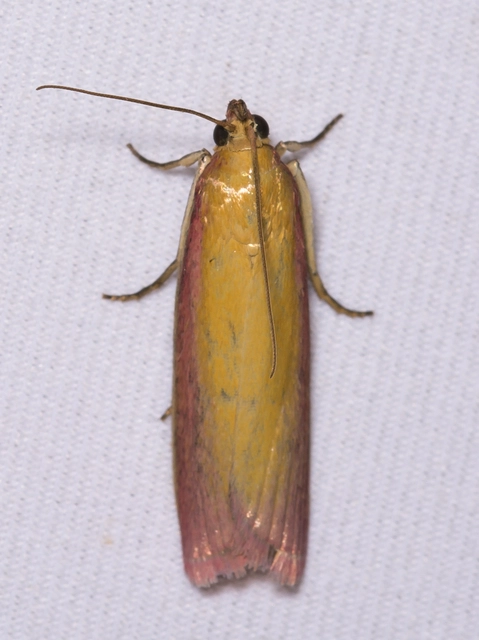 Oncocera semirubella - lucernamoly
