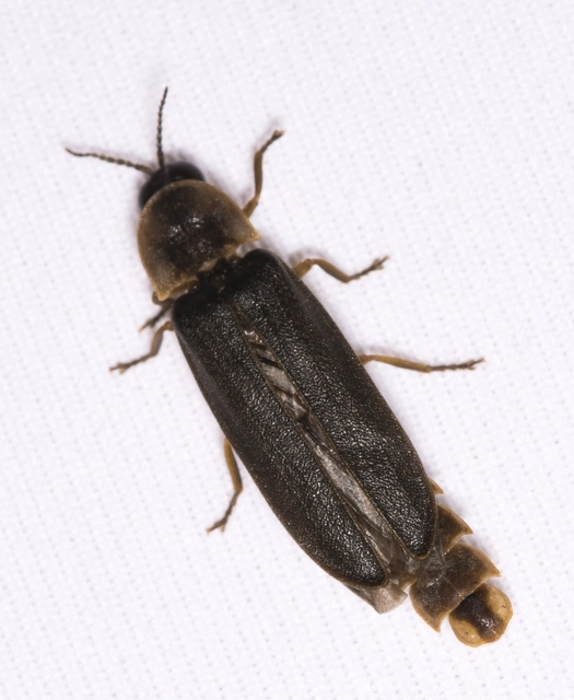 Lampyris noctiluca - nagy szentjánosbogár