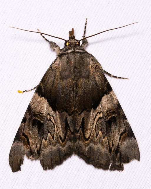 Catocala fulminea - galagonya-övesbagoly