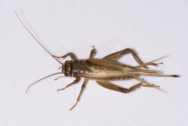 Acheta domesticus - házi tücsök