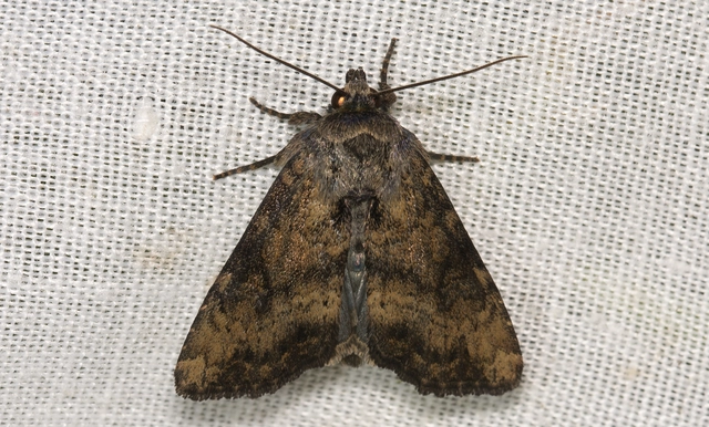 Loscopia scolopacina - csinos dudvabagoly