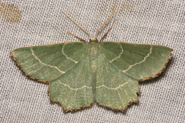 Thalera fimbrialis - csipkésszélű zöldaraszoló