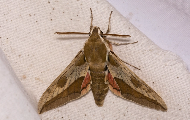 Hyles euphorbiae - kutyatejszender