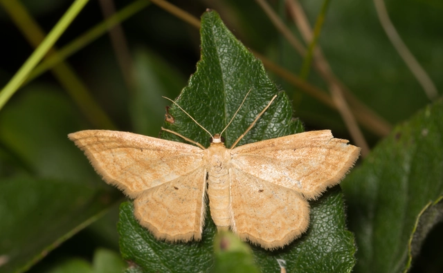 Idaea rufaria - vörhenyes sávosaraszoló
