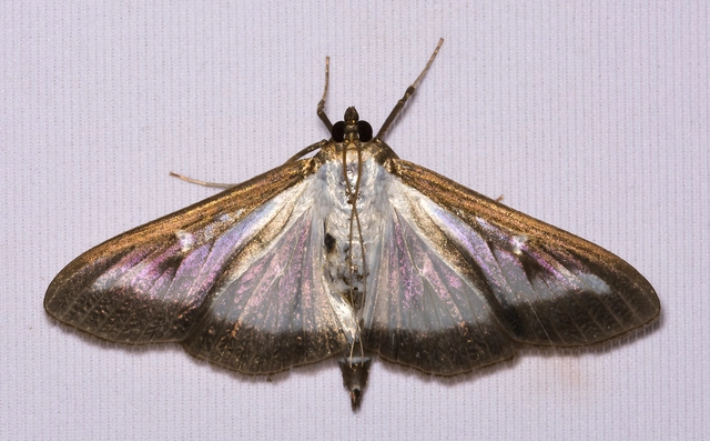 Cydalima perspectalis - puszpáng-tűzmoly
