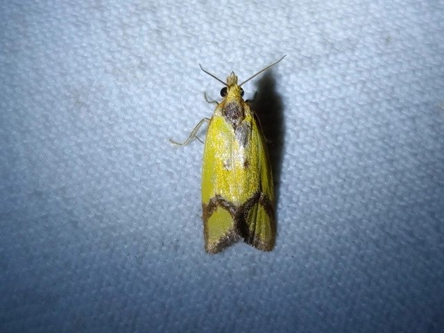 Agapeta zoegana - barnacsíkos sárgamoly