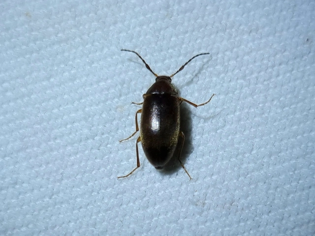 Isomira antennata - vastagcsápú alkonybogár