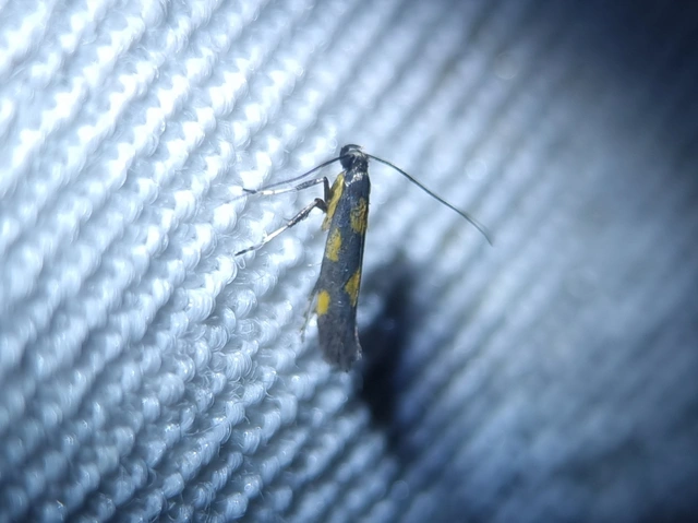 Euspilapteryx auroguttella - orbáncfű-keskenymoly