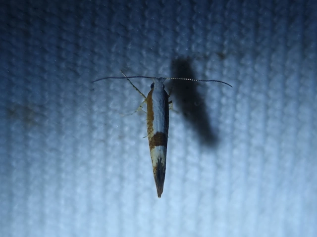 Argyresthia