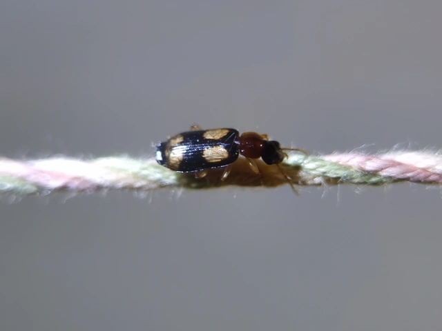Dromius quadrimaculatus - négyfoltos kéregfutó