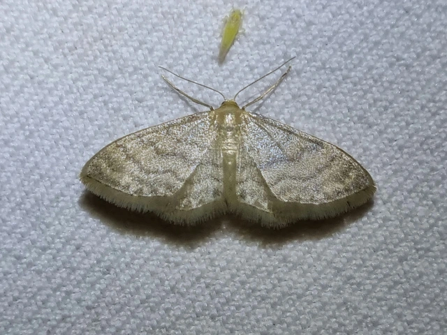 Idaea dilutaria - napvirág-apróaraszoló