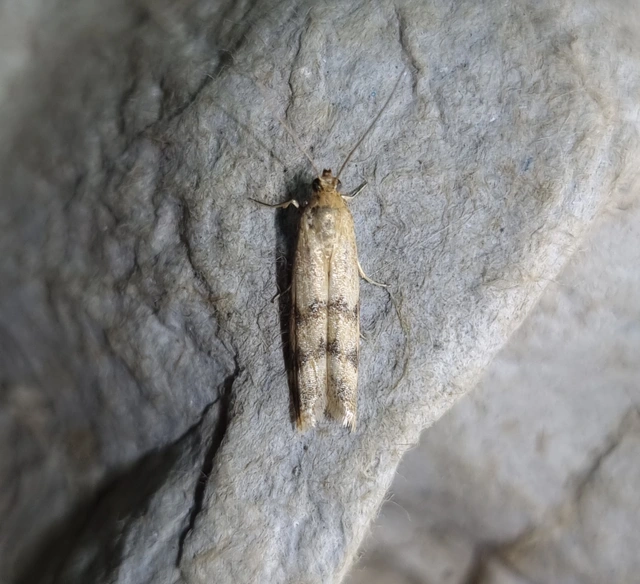 Homoeosoma sinuella - agyagsárga karcsúmoly