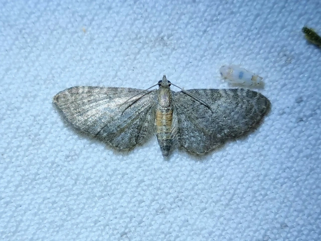 Eupithecia haworthiata - rozsdástestű törpearaszoló
