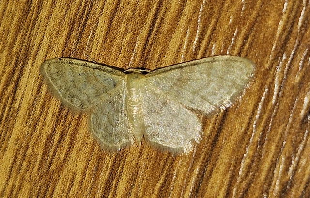 Idaea dilutaria - napvirág-apróaraszoló