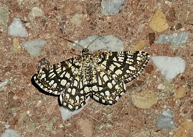 Chiasmia clathrata - rácsos rétiaraszoló