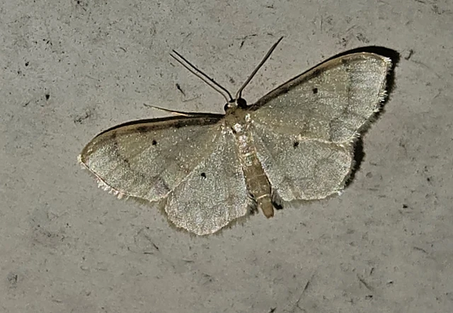 Idaea politaria - vonalas apróaraszoló