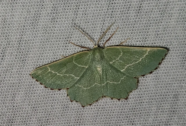 Thalera fimbrialis - csipkésszélű zöldaraszoló
