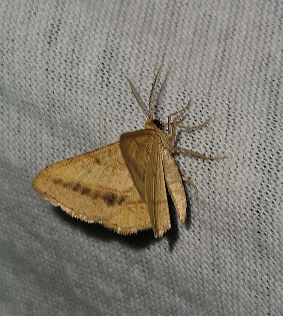 Tephrina arenacearia - lucerna-araszoló