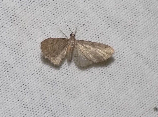 Eupithecia haworthiata - rozsdástestű törpearaszoló