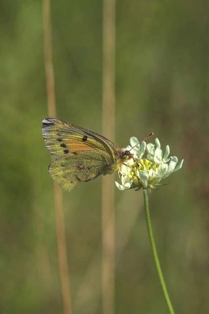 Colias chrysotheme - dolomit-kéneslepke