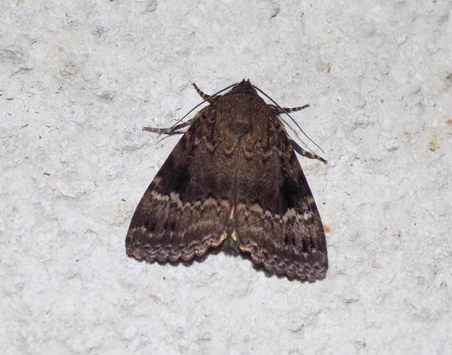 Amphipyra pyramidea - fahéjszínű bagoly