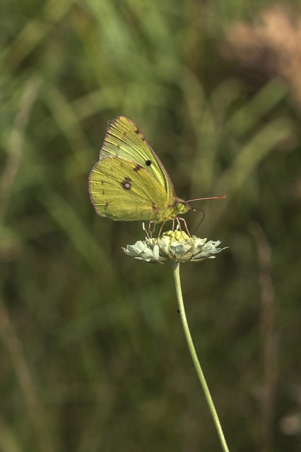 Colias hyale - kéneslepke